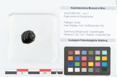 Foto (Objekt + Etikett) von Elaeis eocenica Ettingshausen (NHMW-GEO-2024-0188-9140)